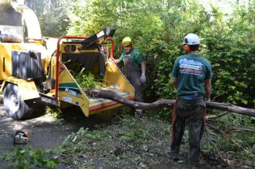 tree services Duluth